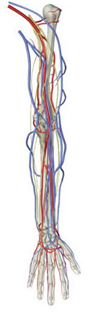 reflexes, reflex testing Nerves