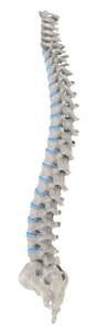 Spine